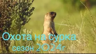 Охота на сурка-байбака.