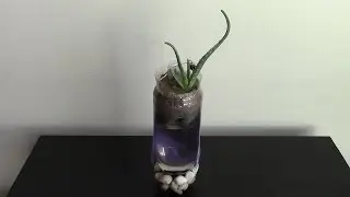 Aloe aquarium garden