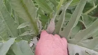 показываю инжир и загадку природы