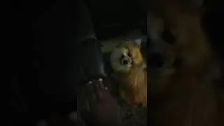 Never touch a dogs couch