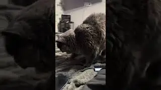 Сырун малой