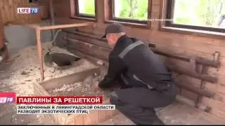 В колонии под Петербургом разводят павлинов