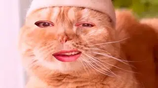 🐈‍⬛⚡️ELECTRO CAT BEATBOX