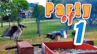 Blue Jay Birds and Doves Exposed: What You Didn't Know