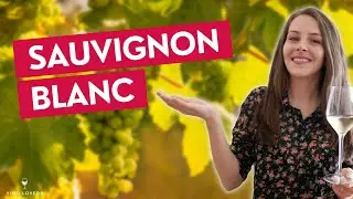 À la découverte du sauvignon blanc : origines, caractéristiques et régions