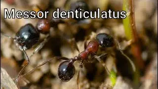 Messor denticulatus. Содержание, какую ферму выбрать.