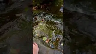 Forest Water #nature #video #forest #water