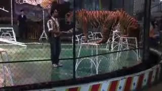 Sriracha Tiger Zoo, Thailand