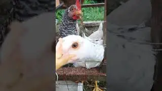 Четырёх месячный молодняк! 