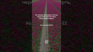Колоссянам 1:19-22 в современном переводе #библия #biblevision