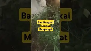 Pencarian bau bangkai hewan ganas #alamindonesia #pedesaanjawabarat #suasanapedesaandijawabarat