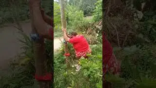 # Nangoha mi ug kapaya  sagol sa manok.