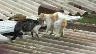 Combat de chat  Chlef RADAR Zone 10 (ivan) violent * Cat Figth *