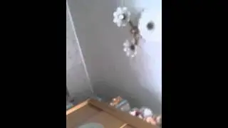 Как моя кошка прыгает со шкафа на кровать!