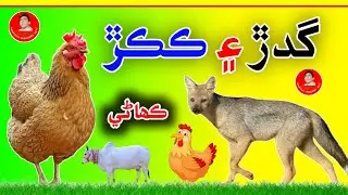 Sindhi Kahani | گدڙ ۽ ڪڪڙ جي ڪھاڻي | Sindhi story new | aazad view