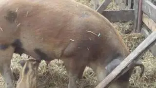 поросятам месяц