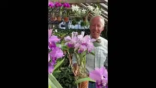 Blue Cattleyas - Part 2