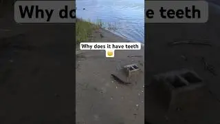 Bass fishing, is this a bass or pike ? Why does it have teeth #shorts #fishing