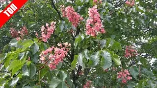 Алея красных каштанов ( red chestnut )