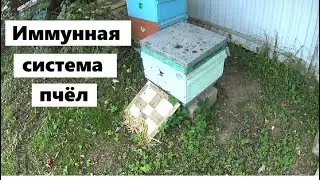 Иммунная система медоносных пчёл.