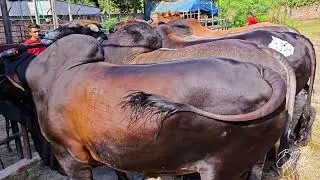 Lineup of heavyweight bulls of different breeds