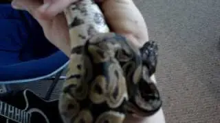 Ball Python Entry