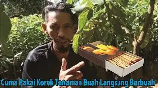 Cara Membuahkan Kelengkeng Yang Pasti Berhasil - Cara Membuahkan Alpukat Yang Dijamin Sukses Berbuah
