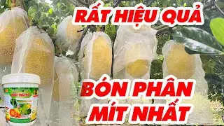 Phân bón thúc trái to trái lớn trái đạt mít 1