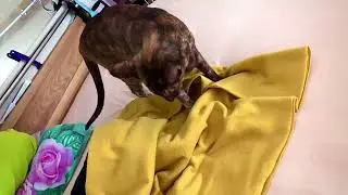 Фокус-покус или куда подевался хвост?🙀😼 😁#Несси #ориентальнаякошка https://t.me/OJb0QRrquSE1NGJi