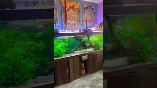Аквариумперм.рф - Клиентский аквариум с крупной рыбой и живыми растениями. Monster fish tank