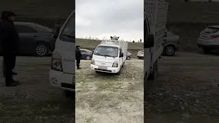 Буқаи 1-тона