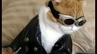 Самые Смешные Котятки! Смешные котики!