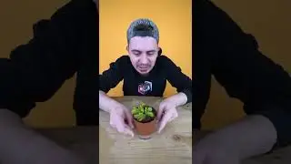 Carnivorous Plant | Yaspe Tiktok Life Hacks | 