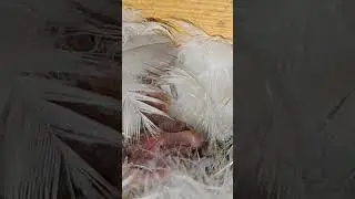 ласточата вывелись