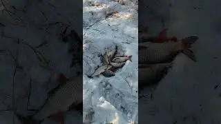 Маленько рыбки.