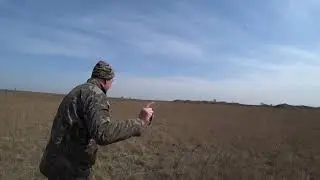 Оссо полтора года, работа по куропатке. 28.03.2020.