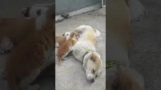 Hilarious Cat Shenanigans! They Still Haven't Noticed! 😂💀