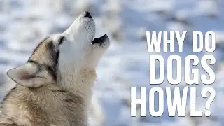Why do dogs howl?