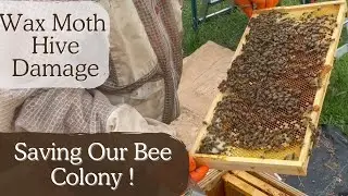 WAX MOTH DESTRUCTION RECOVERY | BEEKEEPING | PEST CONTROL