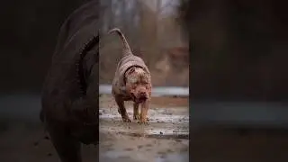 dog is beautiful 💕😘😘 
