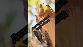 Бахор 🌹 муборакамон