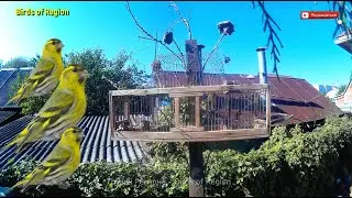 Ловля певчих птиц на западок. Выпускаю птиц!