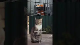 Кот как смягчающее обстоятельство