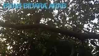 BUAH BIDARA ARAB