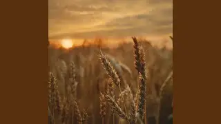 Plodu