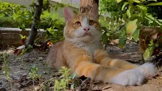 I did my best, whatever i could do to gain this little ginger kitten trust, guess what happened?
