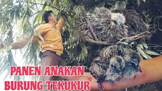 PANEN SARANG BURUNG DAPET  ANAKAN TEKUKUR 2 EKOR