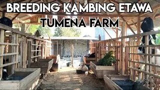 TUMENA FARM!! Peternakan kambing etawa di kragan Rembang Jawa Tengah