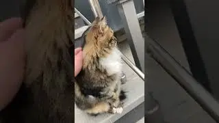 Путешественник  