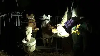 Serie vom Kalb zur Kuh:  meine Kälber